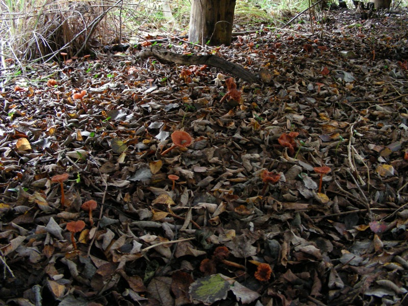 canneto autunnale